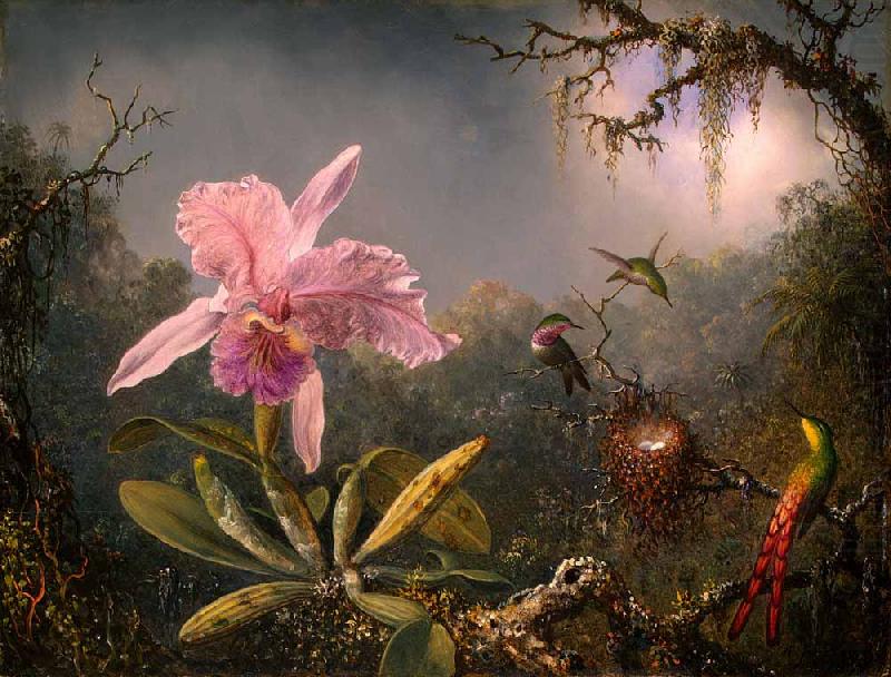 Martin Johnson Heade Cattleya Orchid and Three Hummingbirds oil painting picture